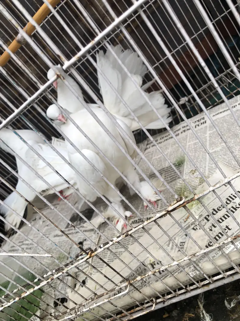Lacky kabootar fancy kabootar one pair aur Unka bacha with cage — photo 5