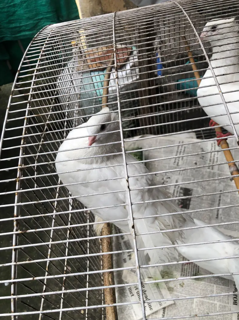 Lacky kabootar fancy kabootar one pair aur Unka bacha with cage — photo 6