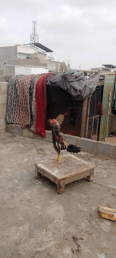 java cock urgent sale
