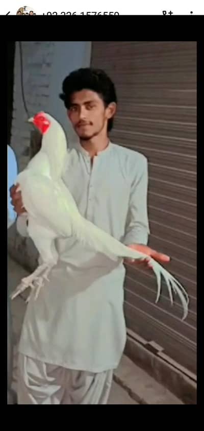 اصیل (Aseel) مرغی برائے فروخت