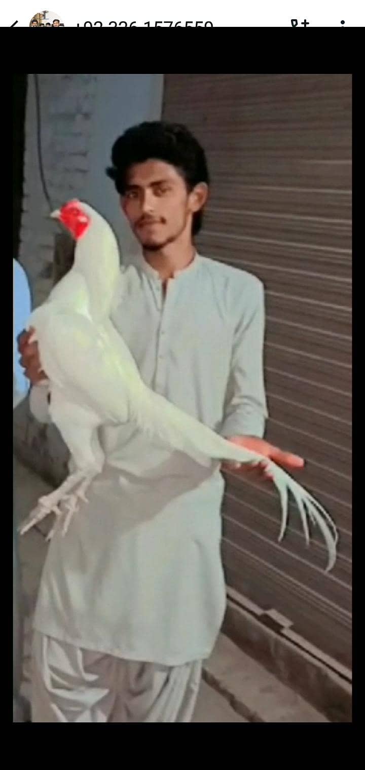 اصیل (Aseel) مرغی برائے فروخت 0