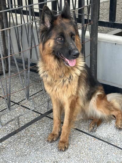 German shepherd Pedigree female
