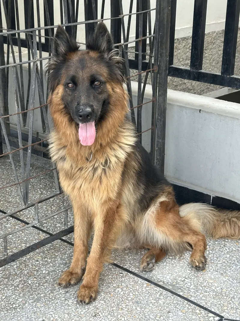 German shepherd Pedigree female — photo 2