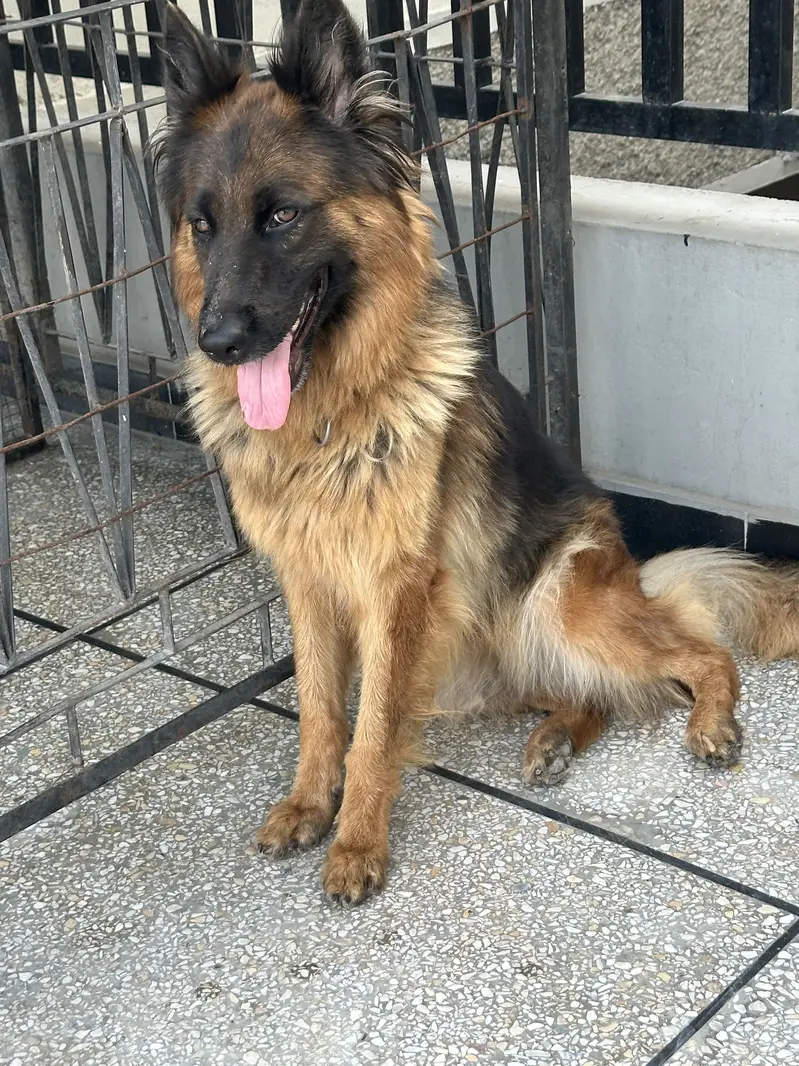 German shepherd Pedigree female — photo 4