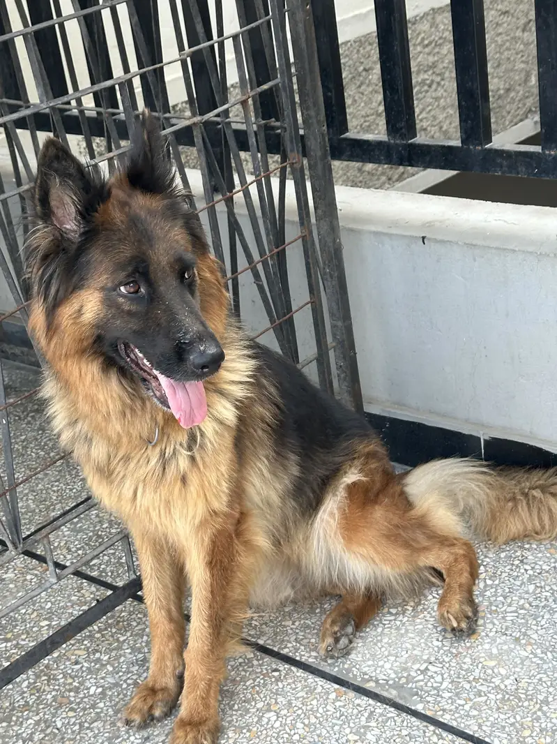 German shepherd Pedigree female — photo 5