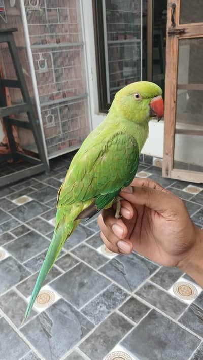 Jumbo Size Green Ringneck Male Available