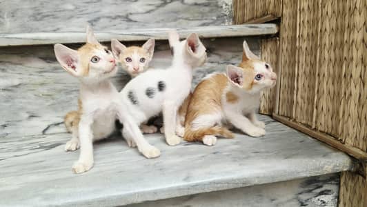 5 Home Raised Kittens for Ad0pti0n, Sargodha