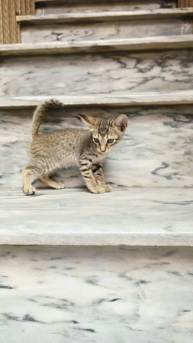 5 Home Raised Kittens for Ad0pti0n, Sargodha — photo 2
