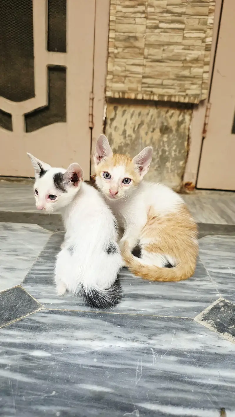 5 Home Raised Kittens for Ad0pti0n, Sargodha — photo 3