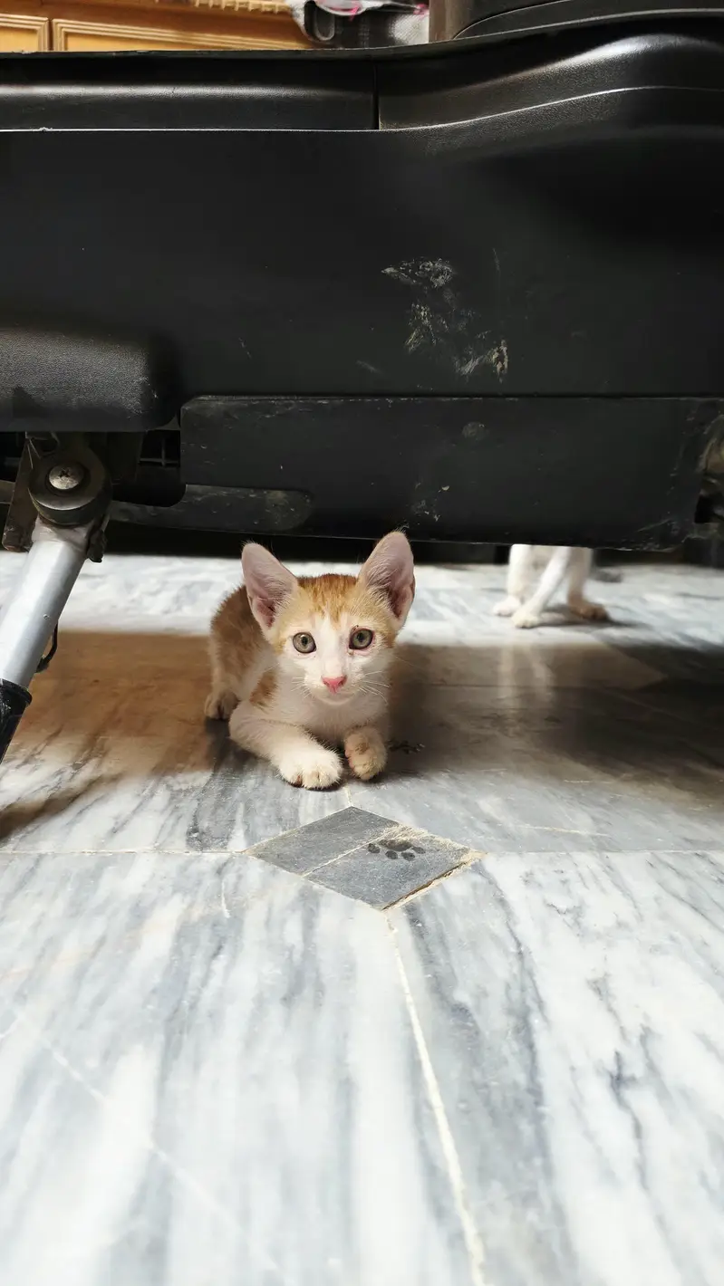5 Home Raised Kittens for Ad0pti0n, Sargodha — photo 4