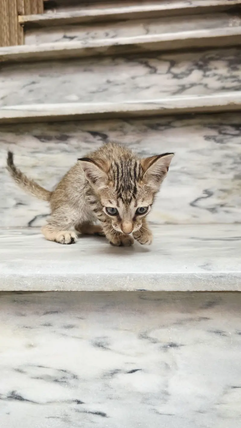 5 Home Raised Kittens for Ad0pti0n, Sargodha — photo 5