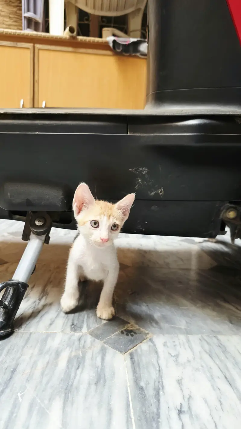 5 Home Raised Kittens for Ad0pti0n, Sargodha — photo 6