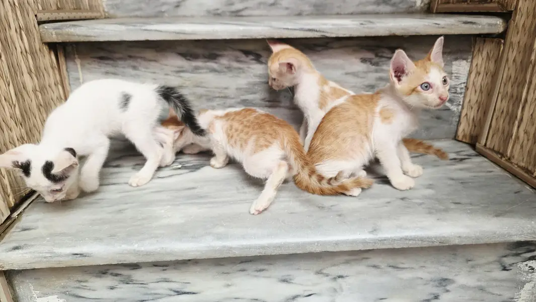 5 Home Raised Kittens for Ad0pti0n, Sargodha — photo 7