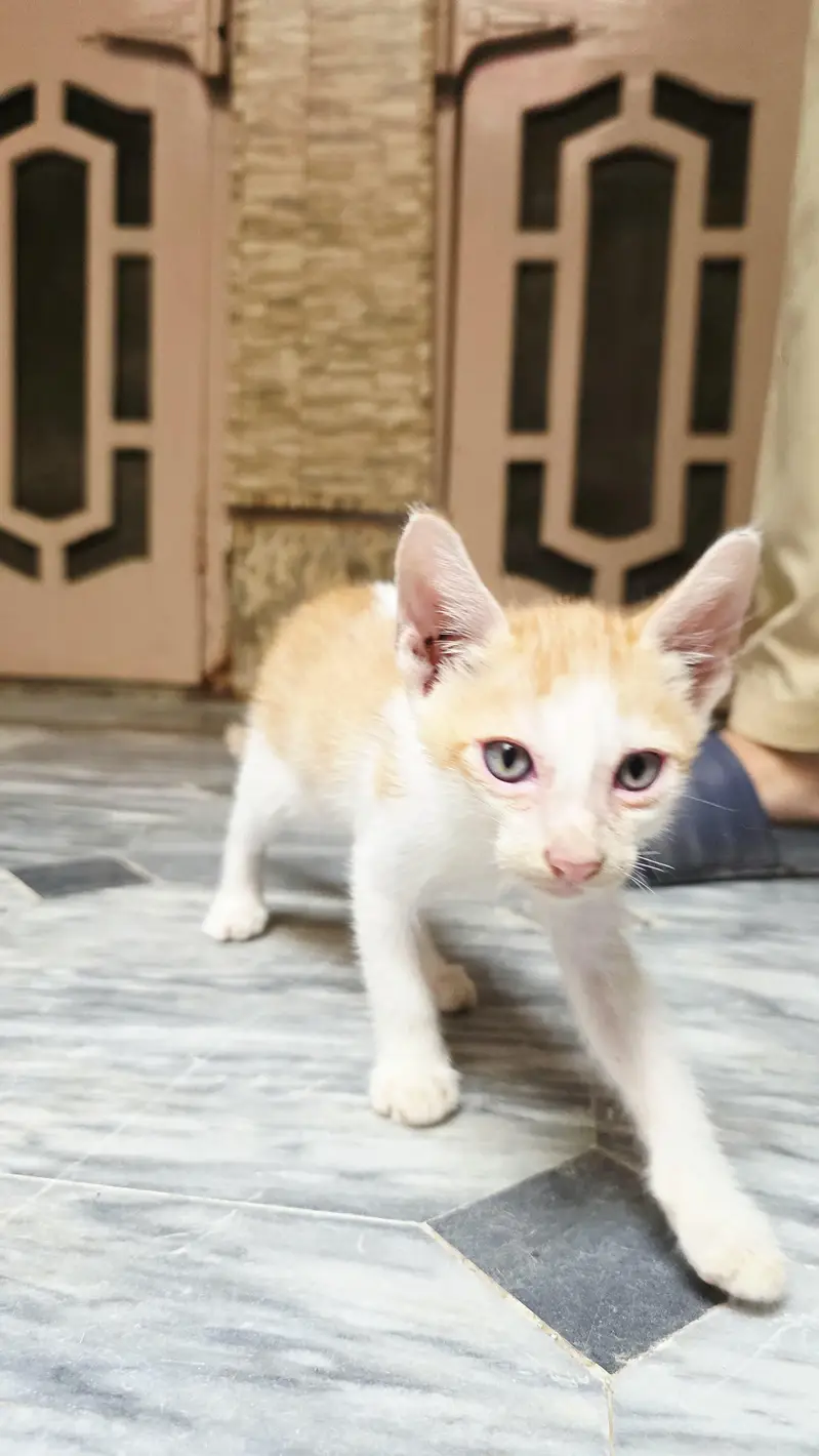 5 Home Raised Kittens for Ad0pti0n, Sargodha — photo 8