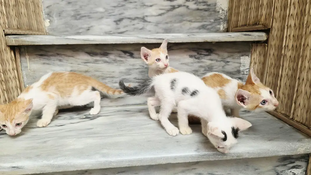 5 Home Raised Kittens for Ad0pti0n, Sargodha — photo 9