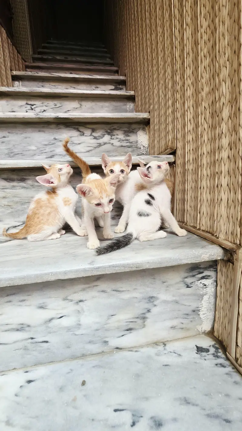 5 Home Raised Kittens for Ad0pti0n, Sargodha — photo 10
