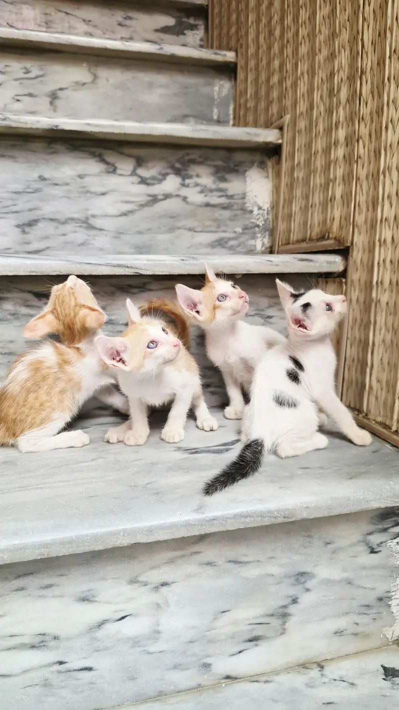 5 Home Raised Kittens for Ad0pti0n, Sargodha — photo 11