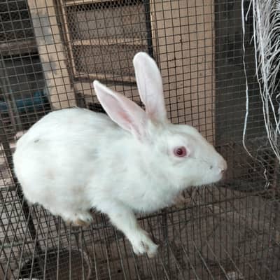 breeder female for sale