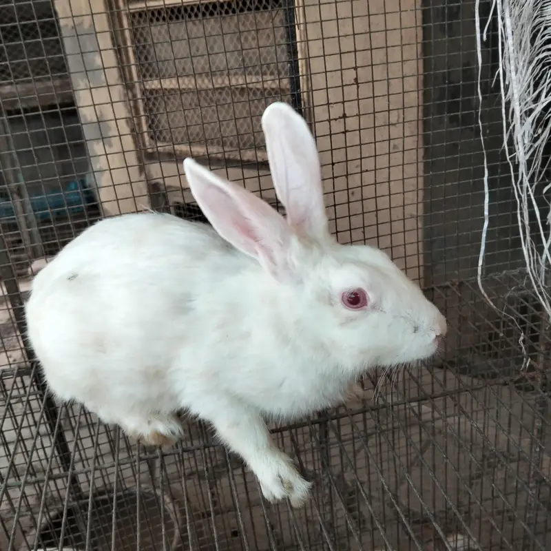breeder female for sale