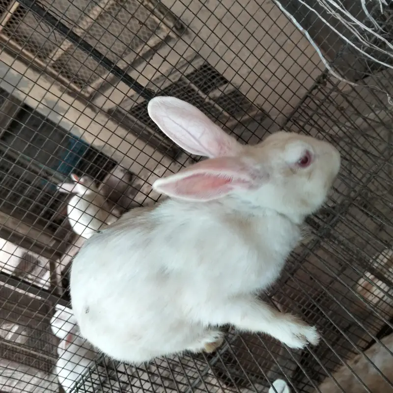 breeder female for sale — photo 2