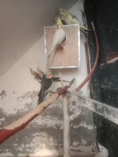 8 cocktail parrots