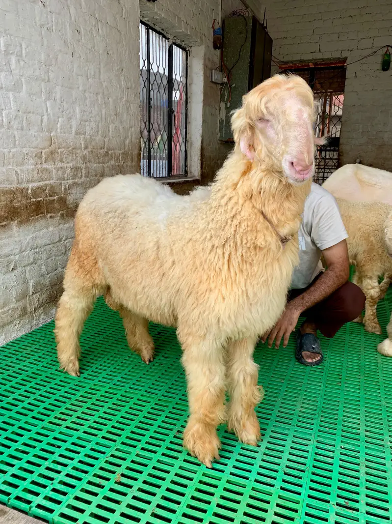6 Months Pure Mundra Chatra — photo 2