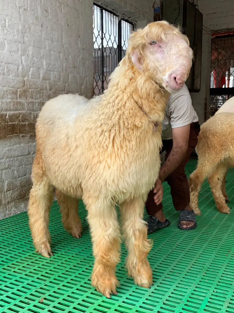 6 Months Pure Mundra Chatra — photo 3