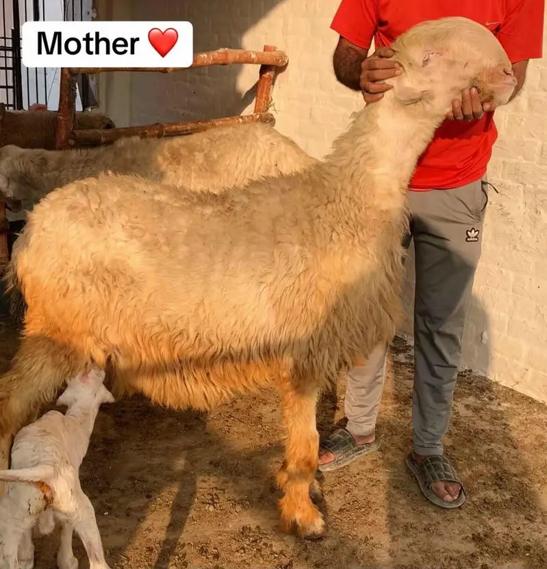 6 Months Pure Mundra Chatra — photo 4