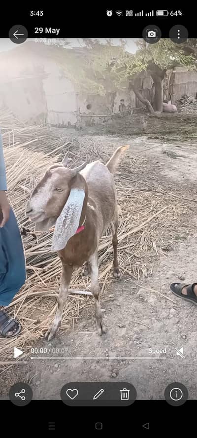 goat for sale in Golarchi 34 chak