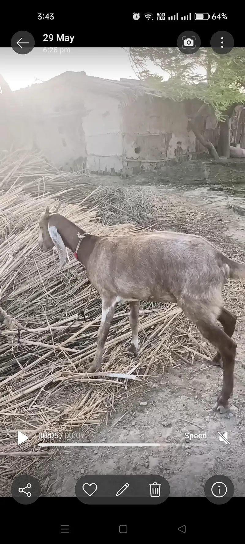 goat for sale in Golarchi 34 chak — photo 3