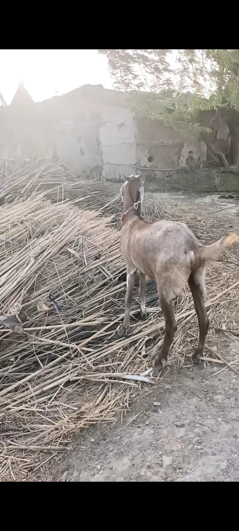 goat for sale in Golarchi 34 chak — photo 4