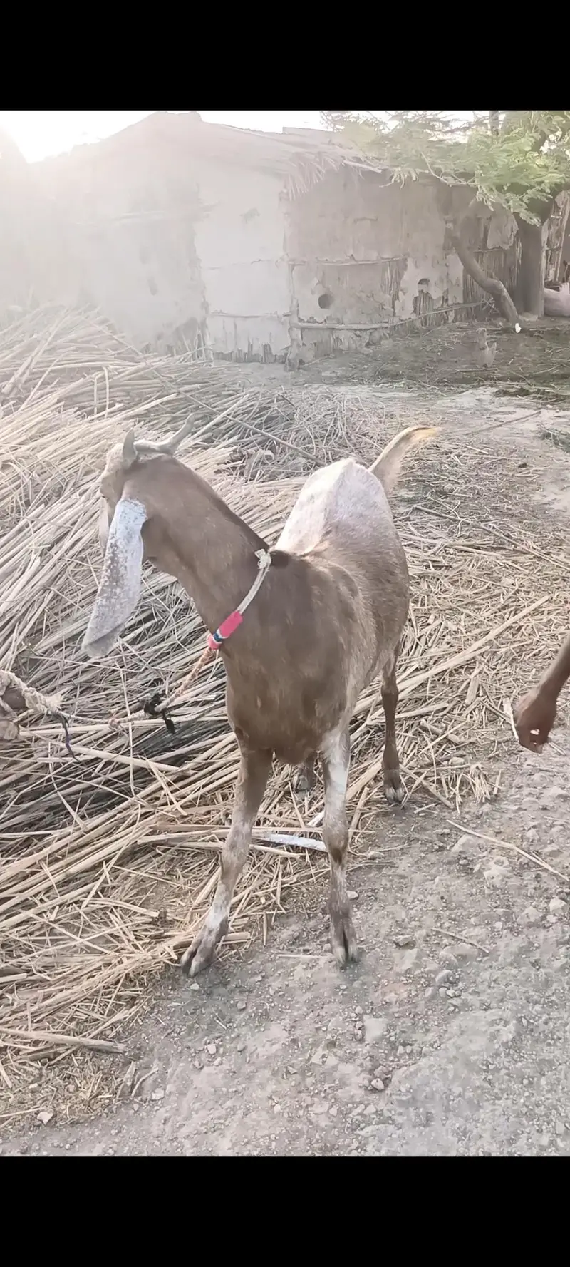 goat for sale in Golarchi 34 chak — photo 5