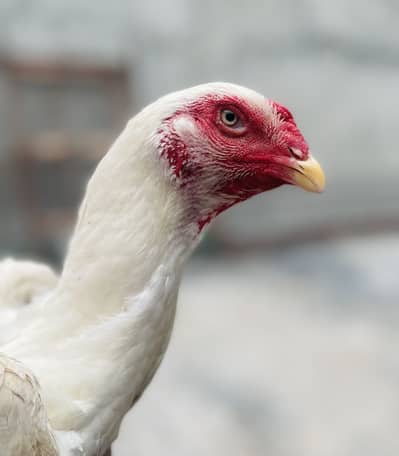 PREMIUM ASEEL WHITE SHAMO HEN