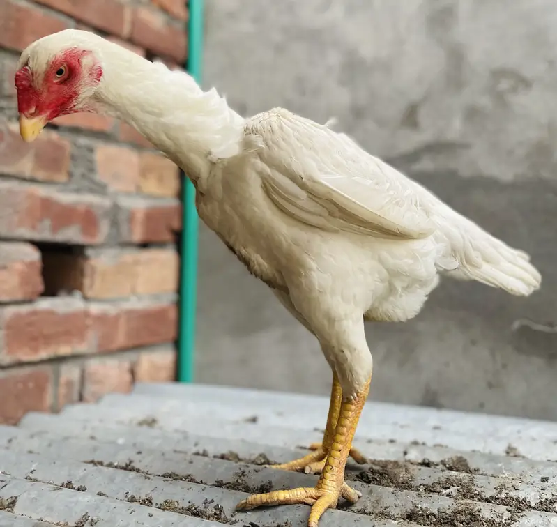 PREMIUM ASEEL WHITE SHAMO HEN — photo 2