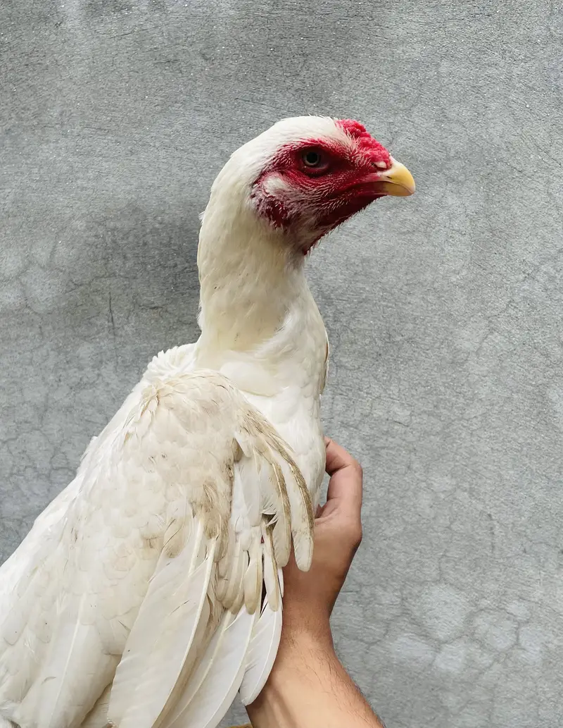 PREMIUM ASEEL WHITE SHAMO HEN — photo 3