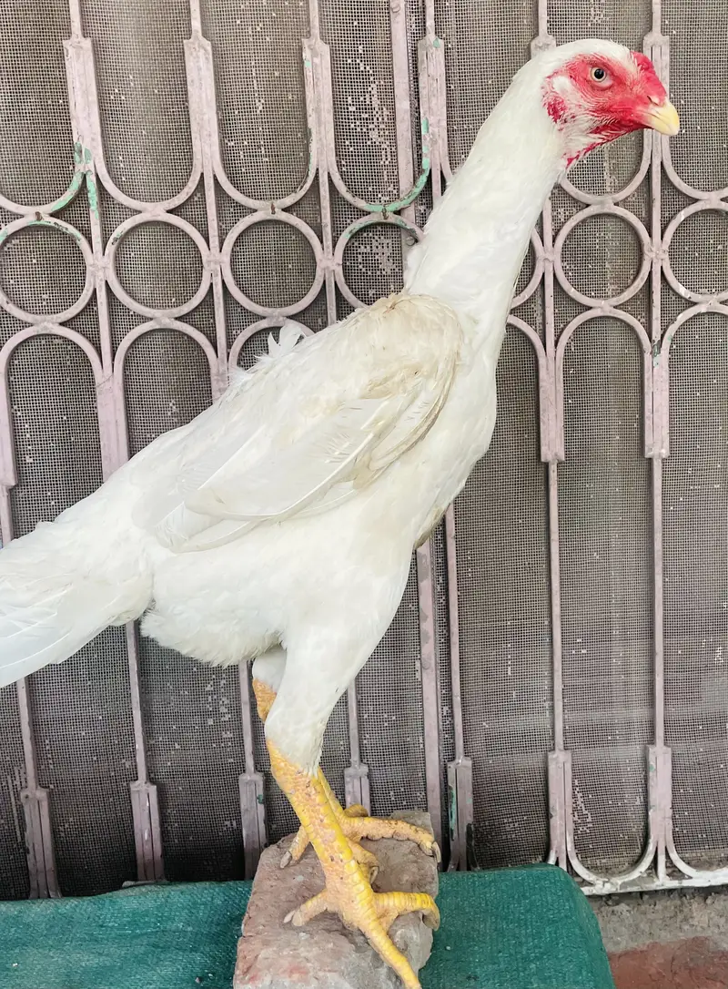 PREMIUM ASEEL WHITE SHAMO HEN — photo 4