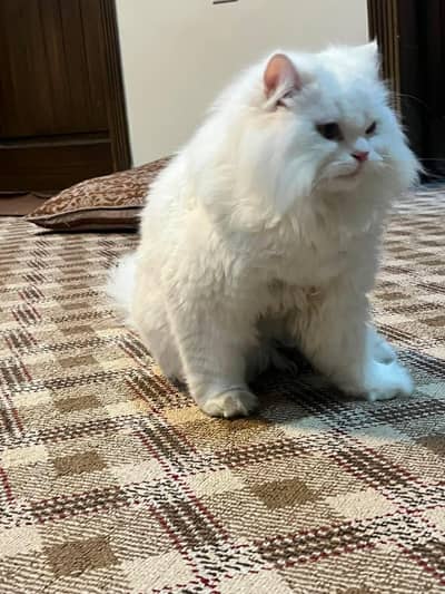 persian cat