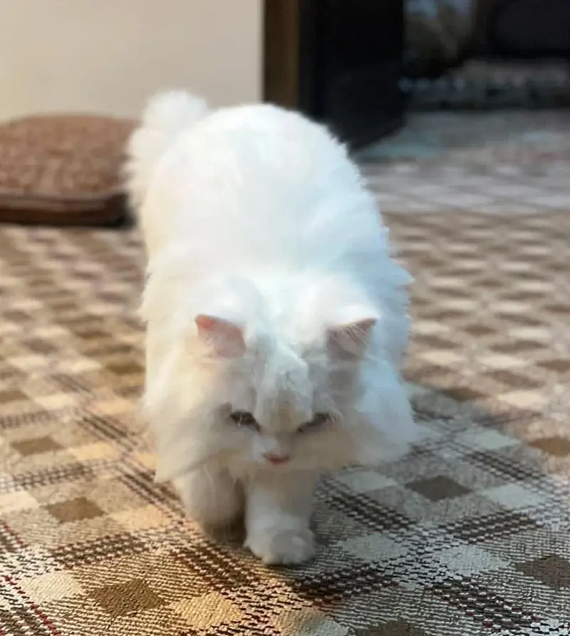 persian cat — photo 2
