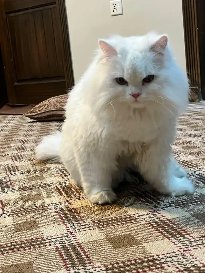 persian cat — photo 3