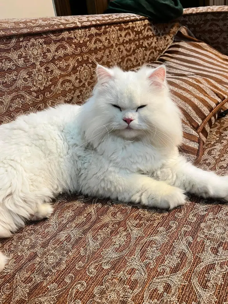 persian cat — photo 4