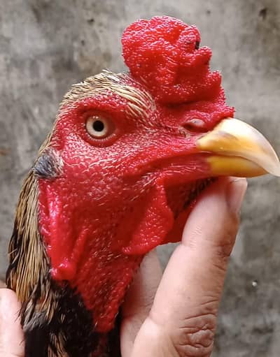 high quality bird