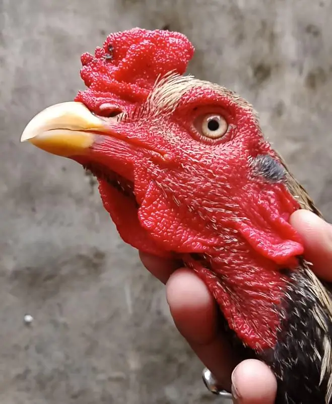 high quality bird — photo 3