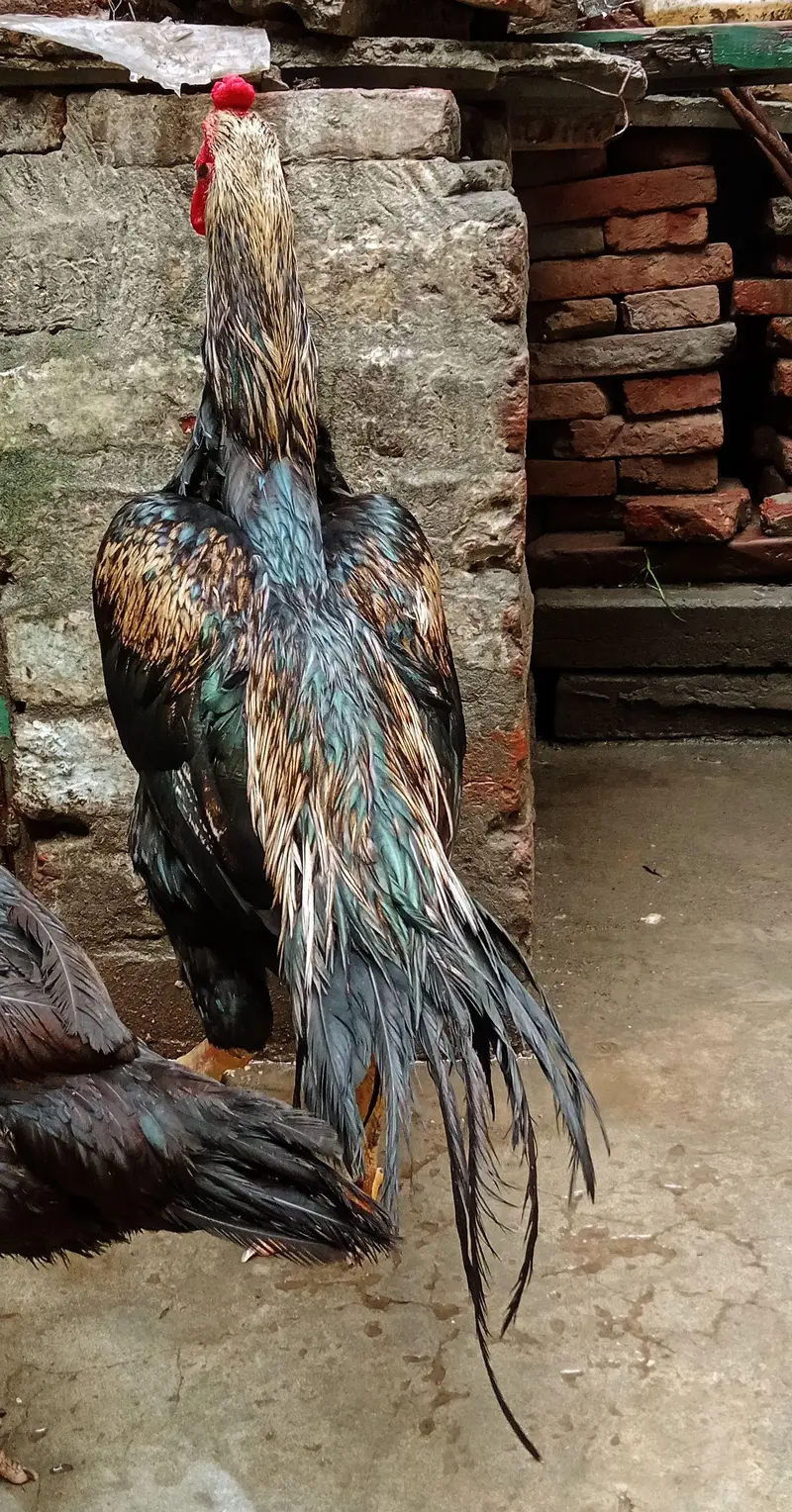 high quality bird — photo 4