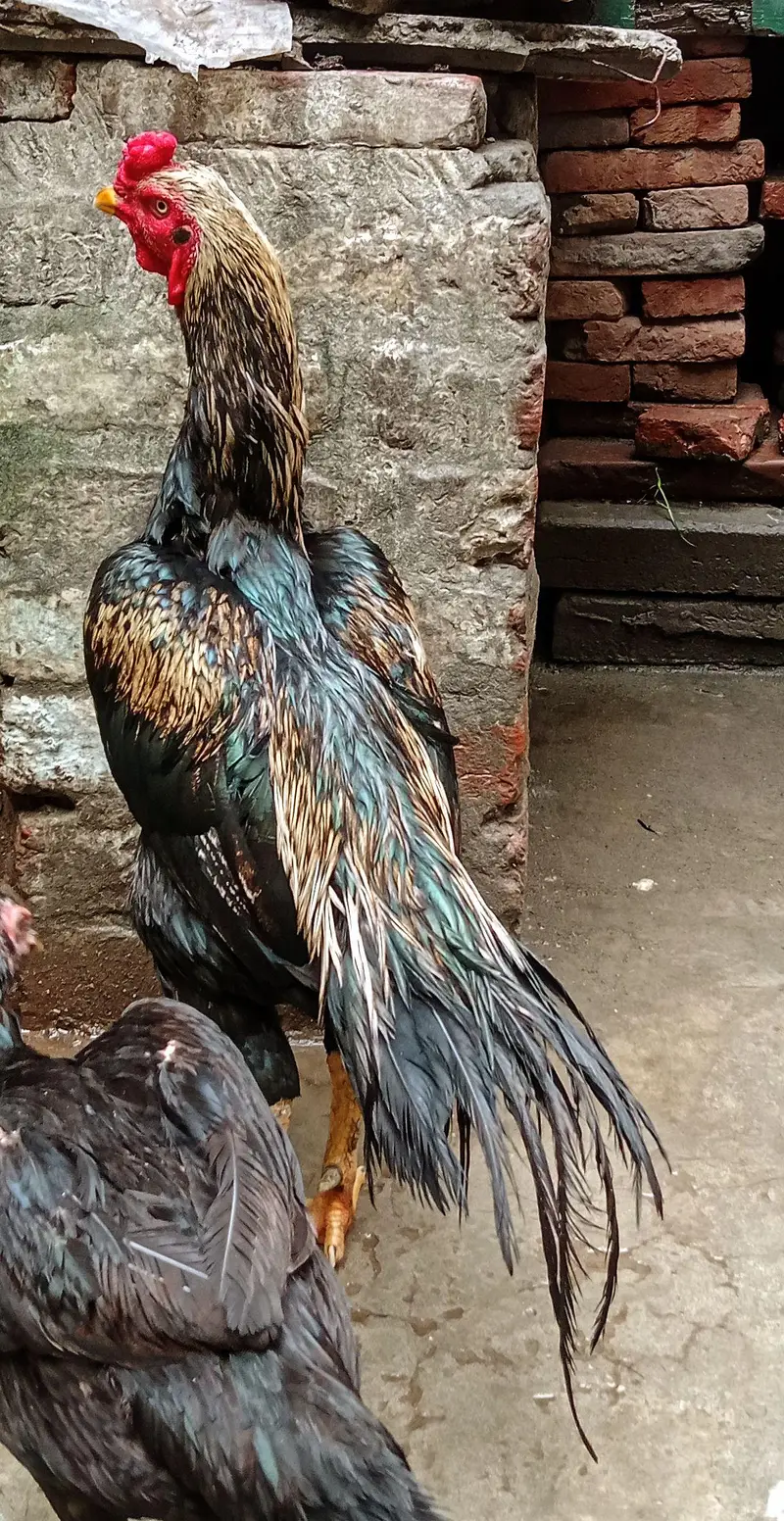 high quality bird — photo 6