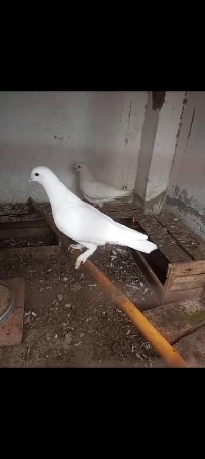 fancy  Pigeons | King  | King Pigeon | 0323 | 4367769