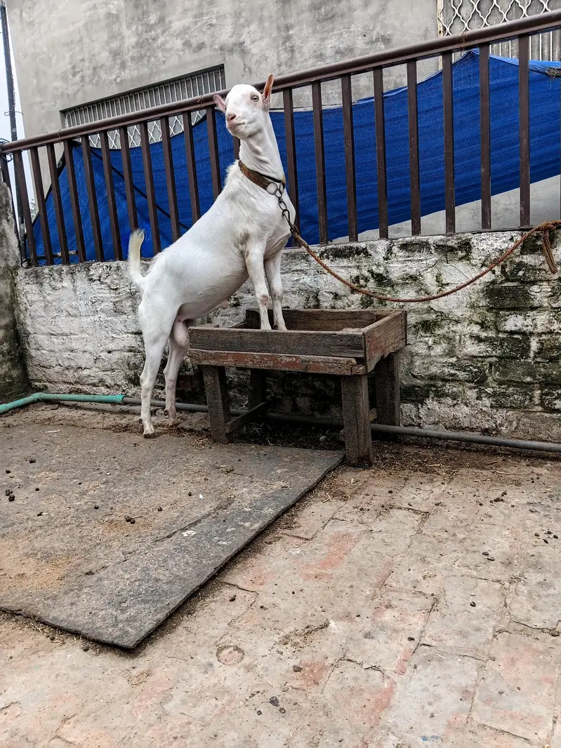 barbari tadda bakara — photo 6