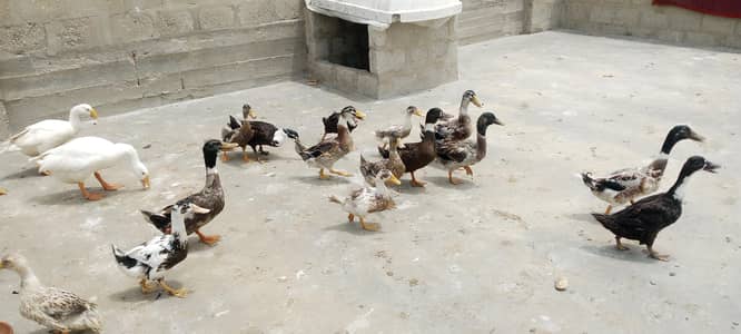 Ducks