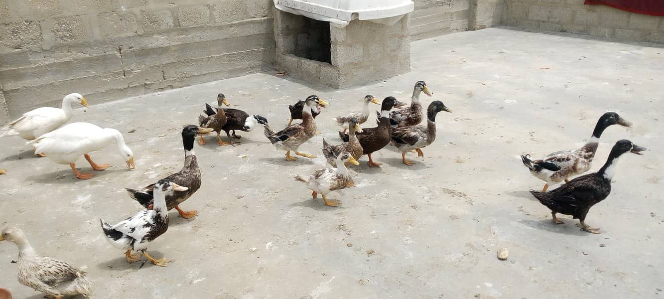 Ducks 0