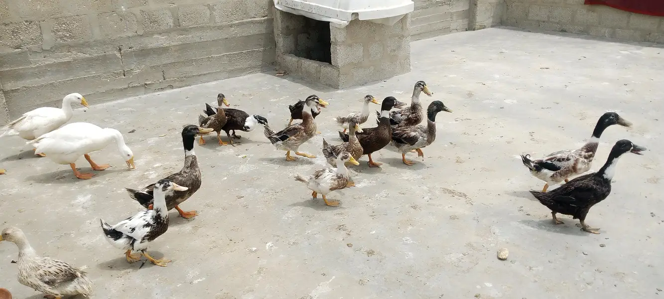Ducks