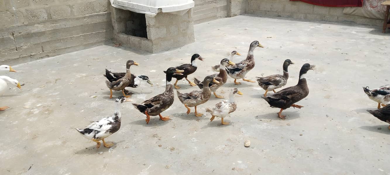 Ducks 1